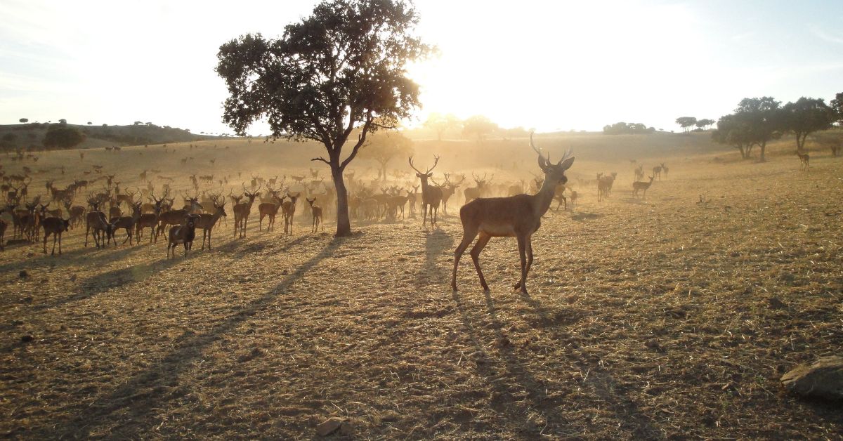 Essential Hunting Seasons and Regulations in New Zealand: A Complete Guide
